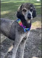 F1BB- , a male Goldendoodle for sale in Collins, GA – Photo 4 of 4