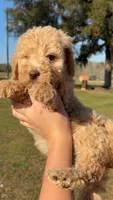 F1BB- , a male Goldendoodle for sale in Collins, GA – Photo 1 of 4