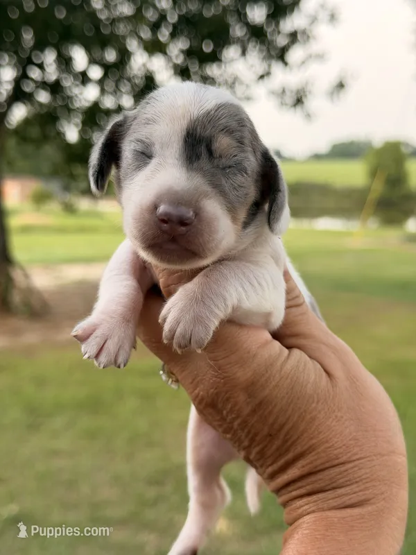 BOONE – Miniature Dachshund puppy for sale in Collins, GA