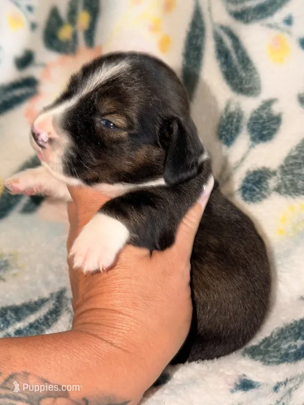 LH 💙 – Miniature Dachshund puppy for sale in Collins, GA