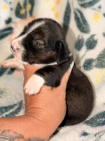 LH 💙, a male Miniature Dachshund for sale in Collins, GA – 1 of 4