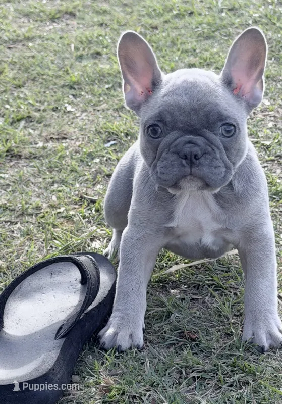 Zeus  – French Bulldog puppy for sale in Collins, GA