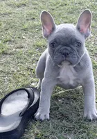 Zeus , a female French Bulldog for sale in Collins, GA – 1 of 4