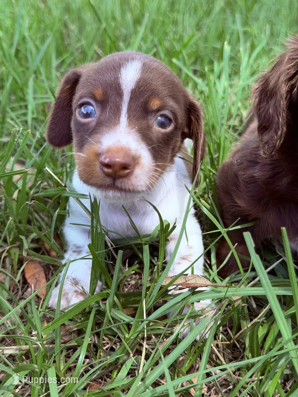💙 – Miniature Dachshund puppy for sale in Collins, GA