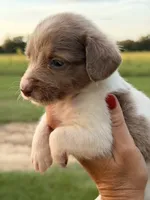 Jennie , a female Miniature Dachshund for sale in Collins, GA – 2 of 4