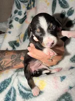 Shiloh, a female Miniature Dachshund for sale in Collins, GA – 1 of 2