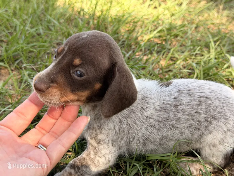 Pebbles – Miniature Dachshund puppy for sale in Collins, GA