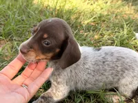 Pebbles, a female Miniature Dachshund for sale in Collins, GA – 5 of 8