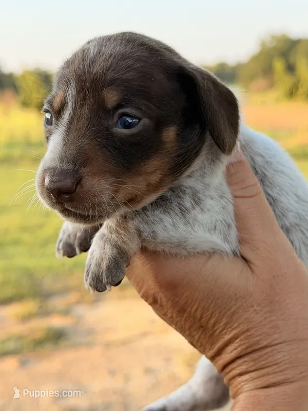 Pebbles – Miniature Dachshund puppy for sale in Collins, GA