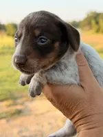 Pebbles, a female Miniature Dachshund for sale in Collins, GA – 6 of 8