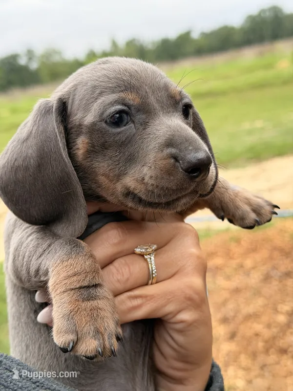 Blue male – Miniature Dachshund puppy for sale in Collins, GA