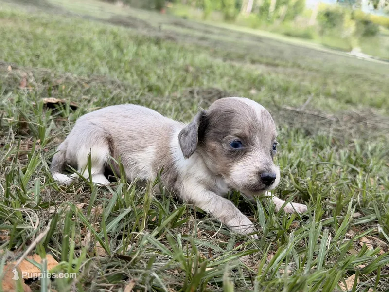 LH 💙 – Miniature Dachshund puppy for sale in Collins, GA