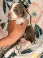LH 💕, a female Miniature Dachshund for sale in Collins, GA – 3 of 4