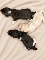 LH male, a male Miniature Dachshund for sale in Collins, GA – 4 of 4