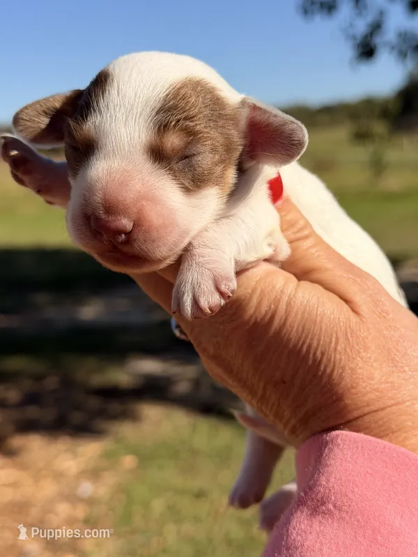 Java-LH, a female Miniature Dachshund for sale in Collins, GA – 1 of 3