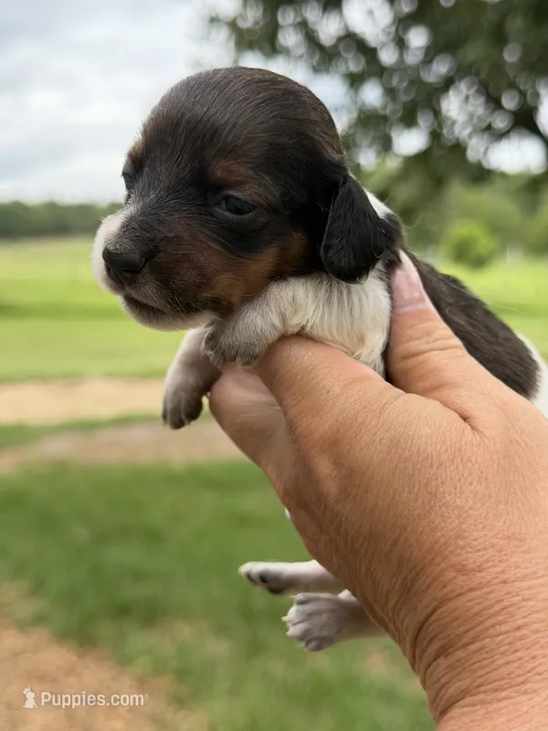 LH 💙 – Miniature Dachshund puppy for sale in Collins, GA