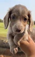 LH 💙, a male Miniature Dachshund for sale in Collins, GA – 2 of 2