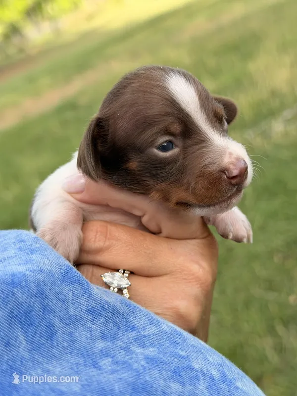💙 – Miniature Dachshund puppy for sale in Collins, GA