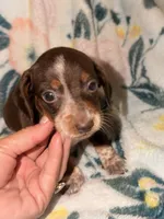ROLO , a male Miniature Dachshund for sale in Collins, GA – 2 of 6