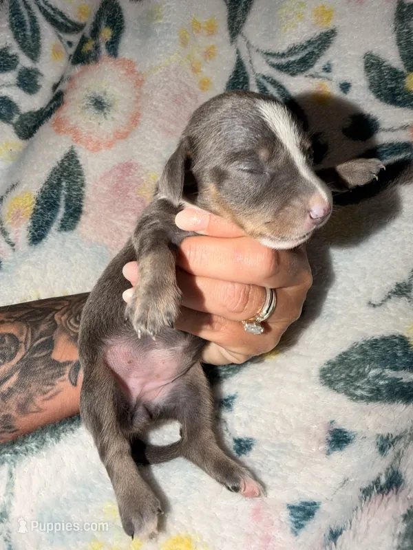 Blue Belle – Miniature Dachshund puppy for sale in Collins, GA