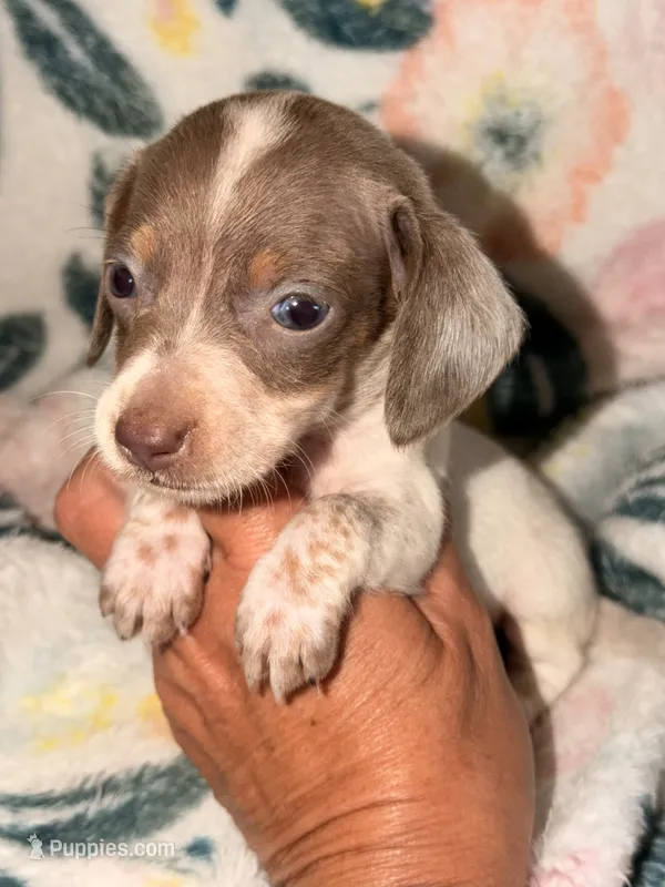 Cooper  – Miniature Dachshund puppy for sale in Collins, GA