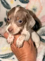 Cooper , a male Miniature Dachshund for sale in Collins, GA – 5 of 6