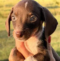Rosie, a female Miniature Dachshund for sale in Collins, GA – 1 of 1