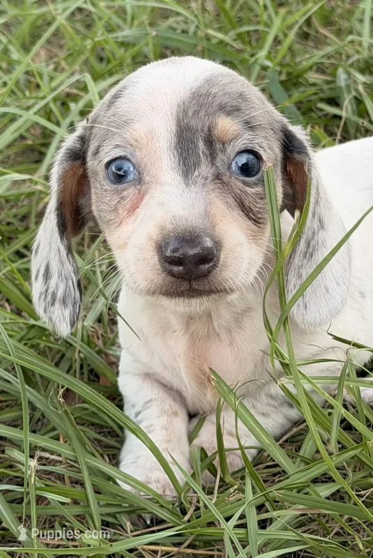 Ziggy  – Miniature Dachshund puppy for sale in Collins, GA