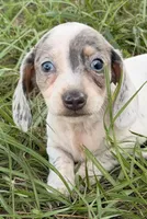 Ziggy , a male Miniature Dachshund for sale in Collins, GA – 2 of 7