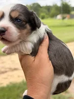 LH MALE , a male Miniature Dachshund for sale in Collins, GA – 4 of 4