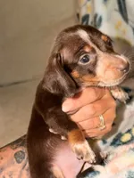ROLO , a male Miniature Dachshund for sale in Collins, GA – 4 of 6