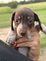Pebbles, a female Miniature Dachshund for sale in Collins, GA – 4 of 8