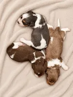 LH male, a male Miniature Dachshund for sale in Collins, GA – 2 of 3
