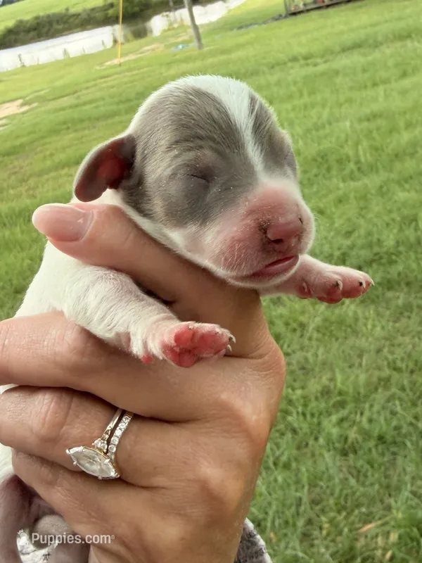 Cooper  – Miniature Dachshund puppy for sale in Collins, GA