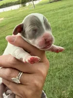 Cooper , a male Miniature Dachshund for sale in Collins, GA – 1 of 3