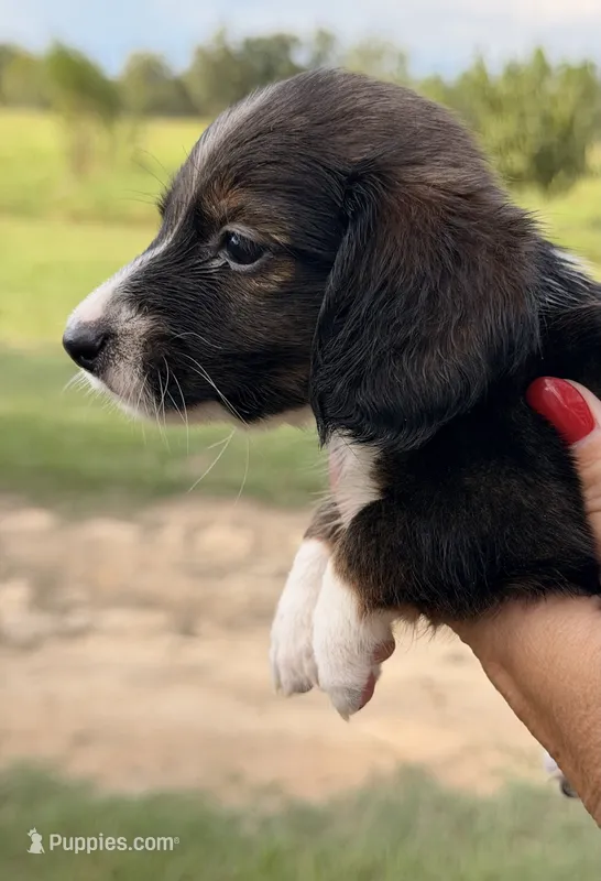 LH 💙 – Miniature Dachshund puppy for sale in Collins, GA