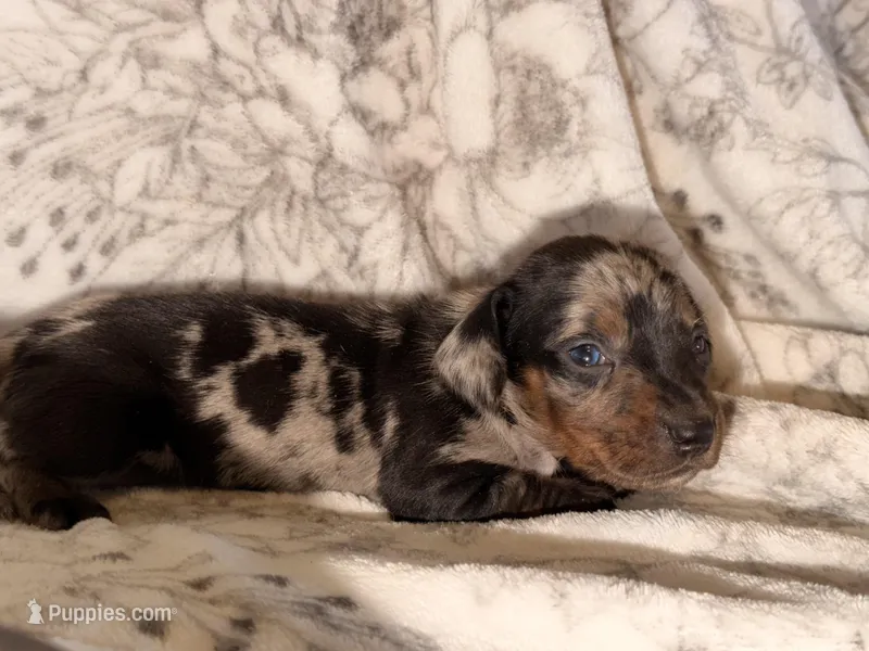 Dapple  – Miniature Dachshund puppy for sale in Collins, GA