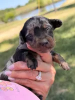 Dapple , a female Miniature Dachshund for sale in Collins, GA – Photo 2 of 3