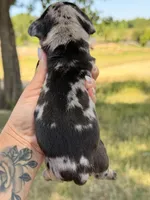 Dapple , a female Miniature Dachshund for sale in Collins, GA – Photo 3 of 3