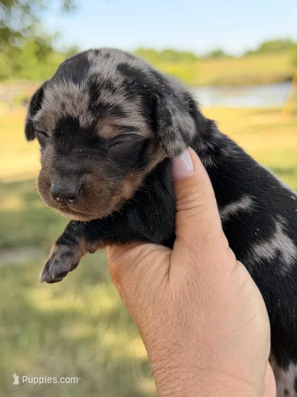Dapple  – Miniature Dachshund puppy for sale in Collins, GA