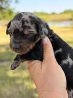 Dapple , a female Miniature Dachshund for sale in Collins, GA – Photo 1 of 3