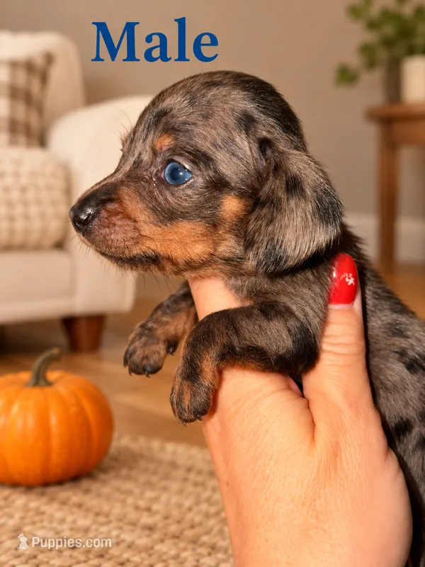 Dapple 2 – Miniature Dachshund puppy for sale in Collins, GA