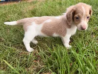 LH 💙, a male Miniature Dachshund for sale in Collins, GA – 1 of 2