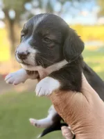 LH 💙, a male Miniature Dachshund for sale in Collins, GA – 6 of 10