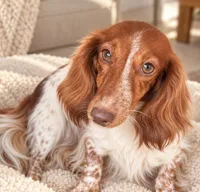 Boone-LH, a male Miniature Dachshund for sale in Collins, GA – 3 of 6