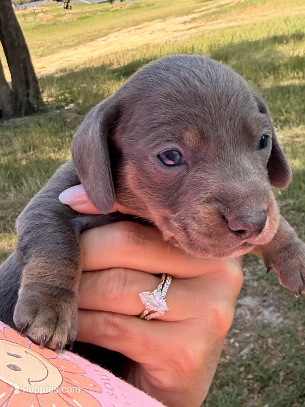 Blue girl – Miniature Dachshund puppy for sale in Collins, GA