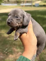 Blue girl, a female Miniature Dachshund for sale in Collins, GA – Photo 2 of 2