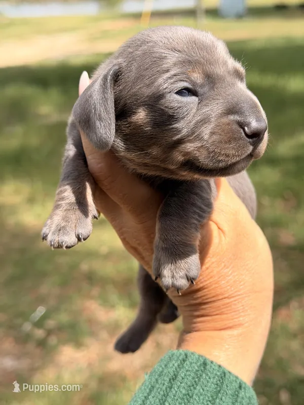Blue girl – Miniature Dachshund puppy for sale in Collins, GA
