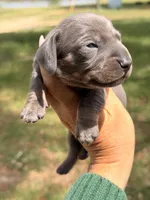 Blue girl, a female Miniature Dachshund for sale in Collins, GA – Photo 1 of 2