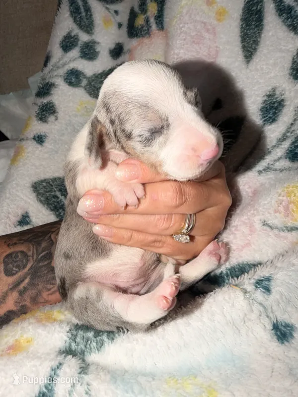 💕 – Miniature Dachshund puppy for sale in Collins, GA